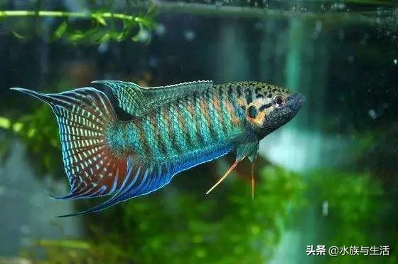 为什么原生鱼比热带鱼贵 (十大适合懒人养的国产原生鱼)