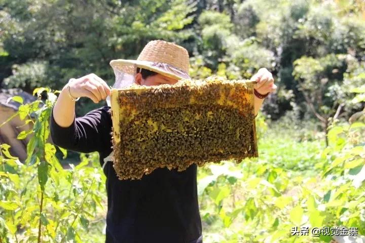 大山深处坚守42年养蜂人,金寨土蜜蜂养殖