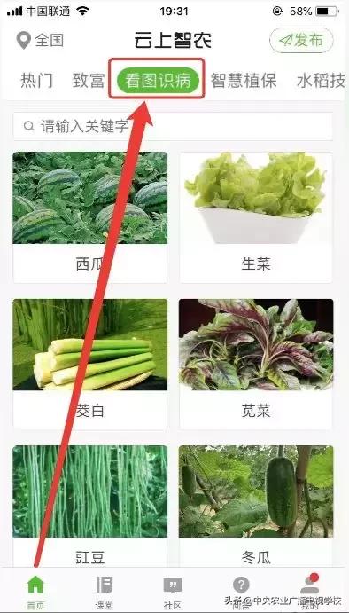 看图识物茄子,茄子叶子上发白是什么病怎么治