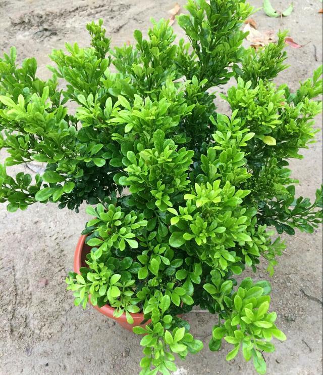 米兰掉叶子的原因和解决方法,米兰花掉叶子怎么办视频讲解