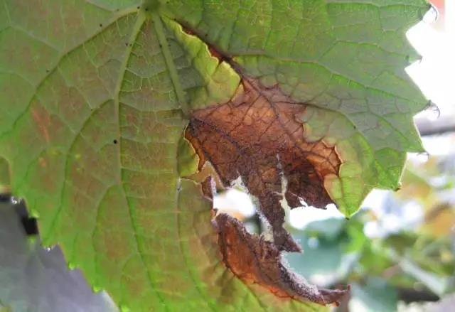 大棚葡萄灰霉用什么药防治,葡萄春季如何防治灰霉病