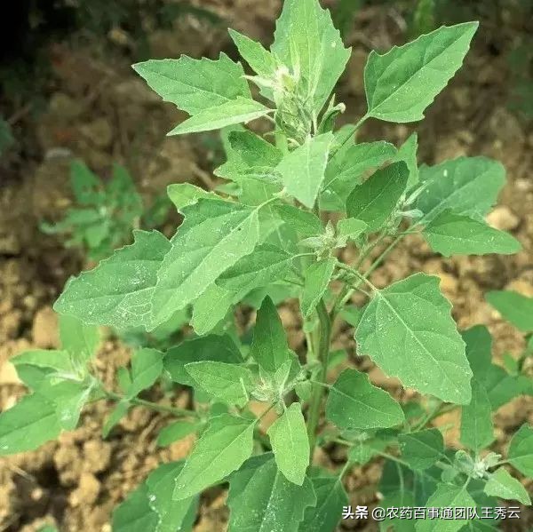 目前最好的除草剂成分有哪些,常用除草剂简介汇总