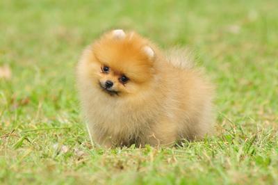 博美养的时候注意事项,博美的注意事项和喂养方法