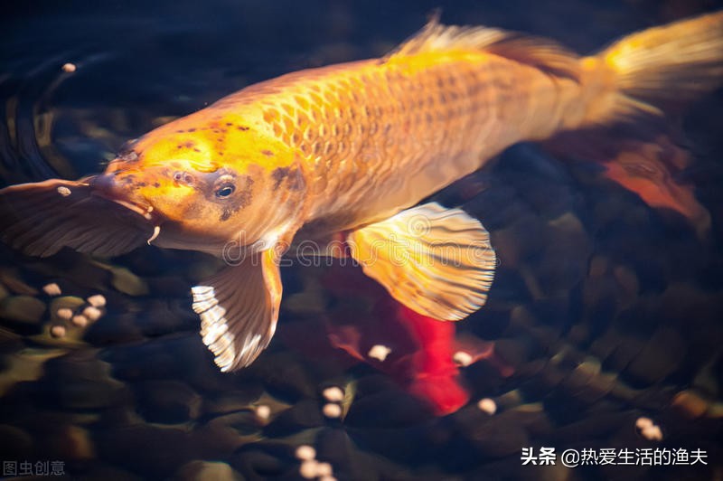 锦鲤怎么喂水不浑,锦鲤一般怎么喂食比较好