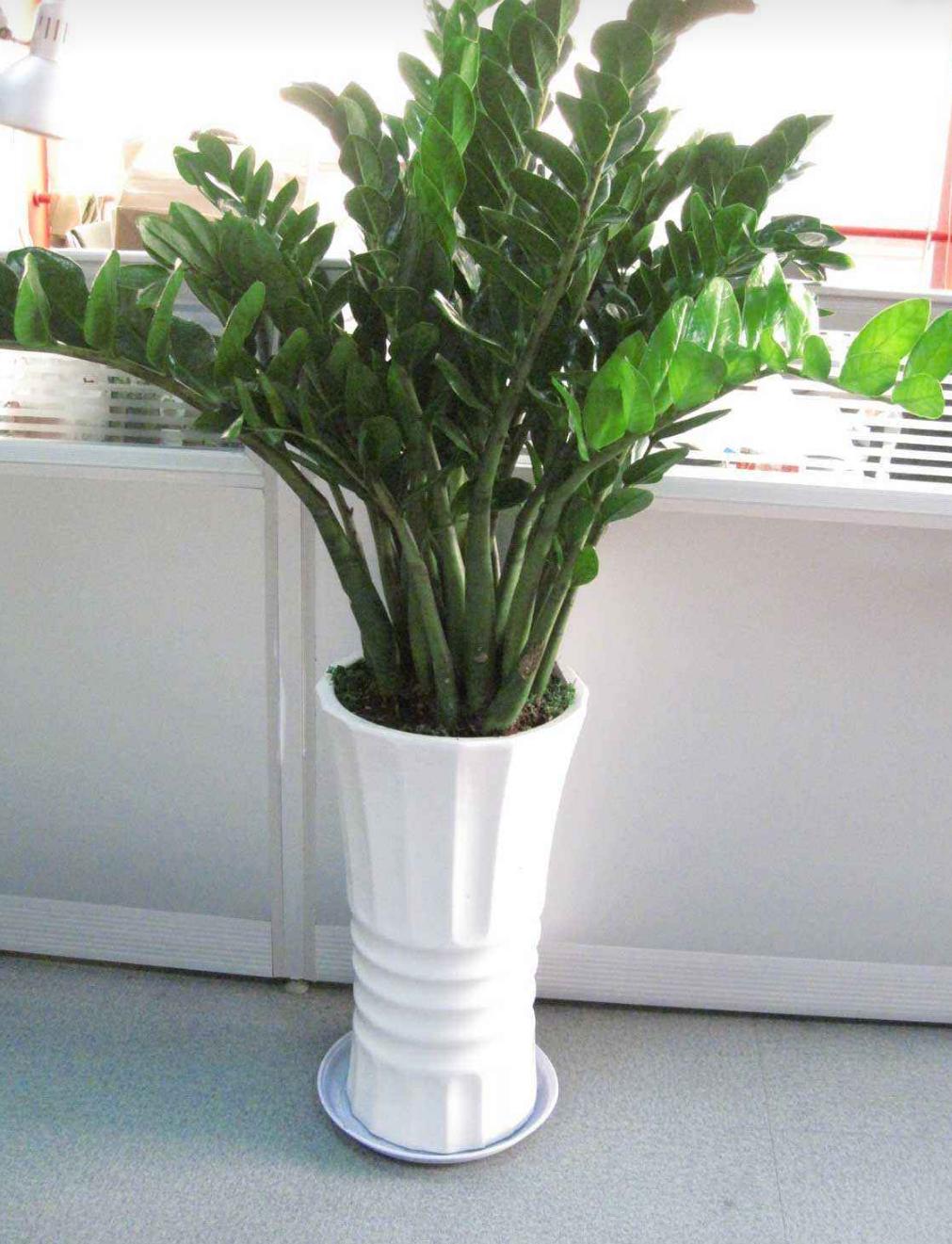 为什么金钱树养着养着就黄叶了,金钱树黄叶烂根怎么补救