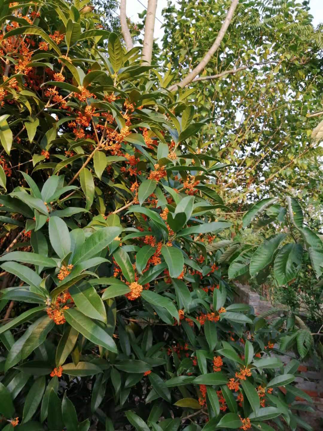 秋天丹桂,丹桂秋天几月长新芽