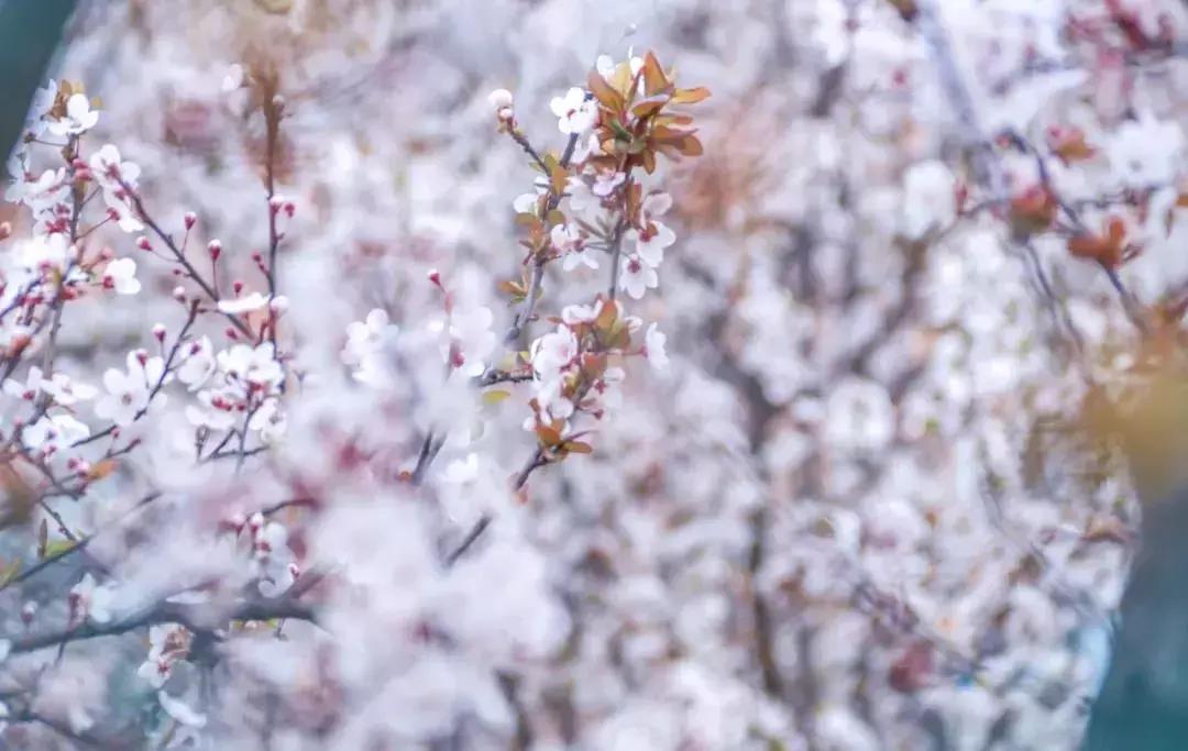 一头扎进春天里云南,美如仙境的西南民大
