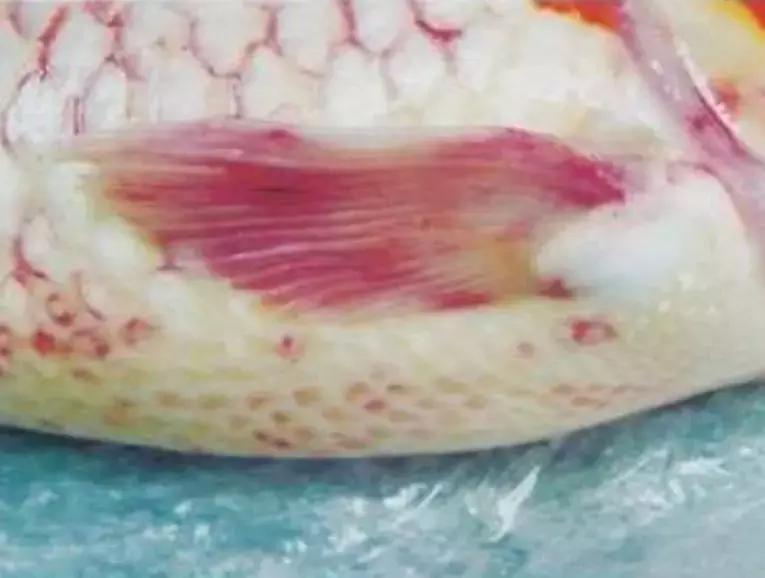 罗非鱼疱疹病毒怎么治,疱疹病毒如何防治