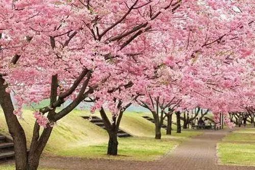 天津赏花好玩的公园,天津东丽湖哪里可以赏花