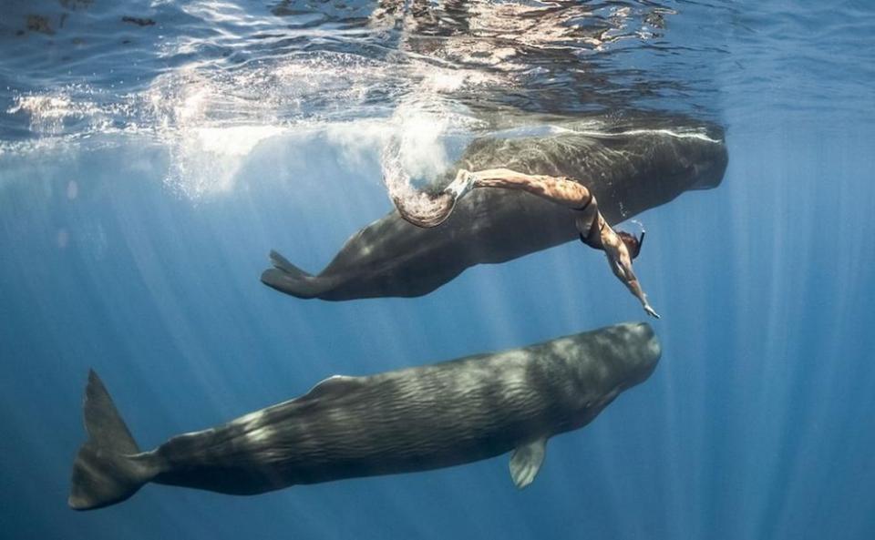 鲸排泄物的香气背后的价值之谜,诡异的鲸