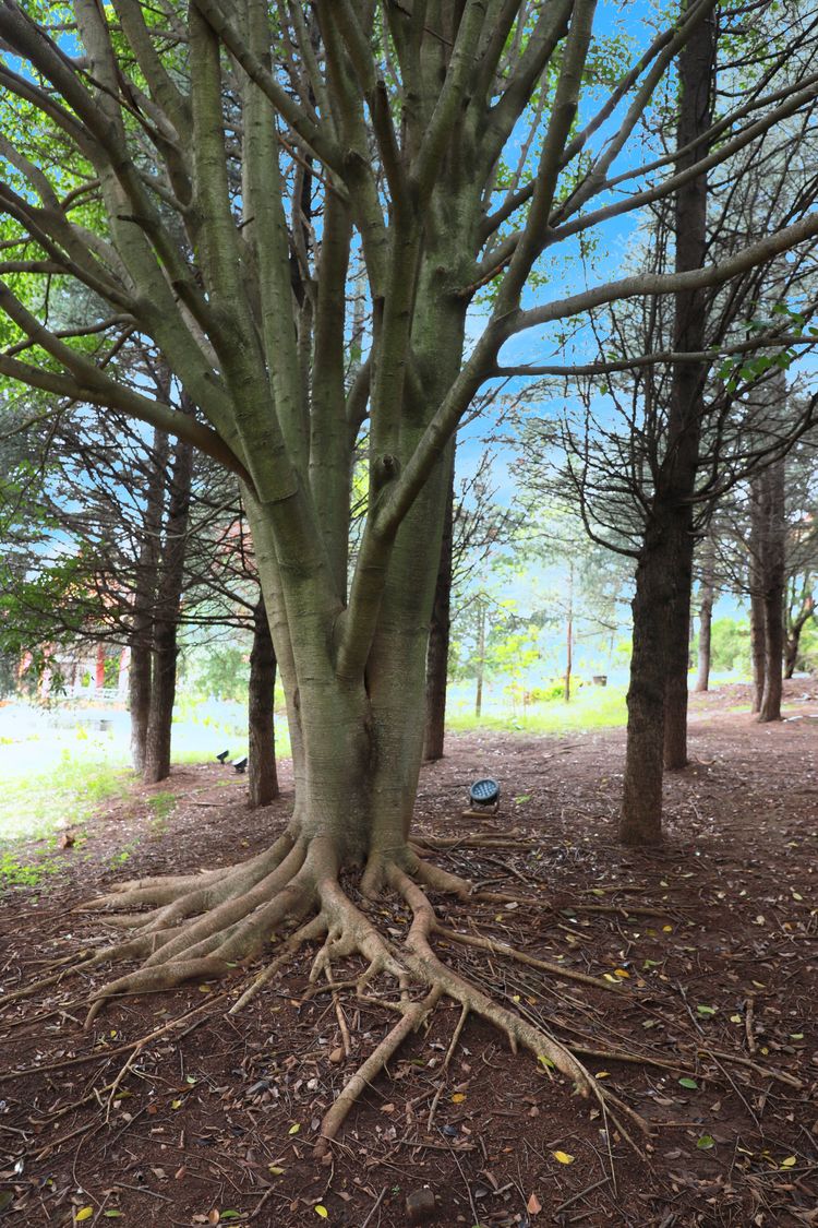 抚仙湖孤山上有什么景点,抚仙湖里的小岛