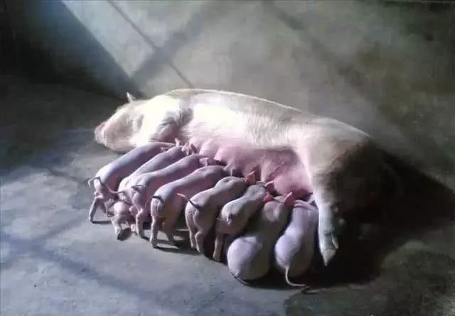 母猪难产时如何人工助产，你掌握了几种？错过就是损失啊！