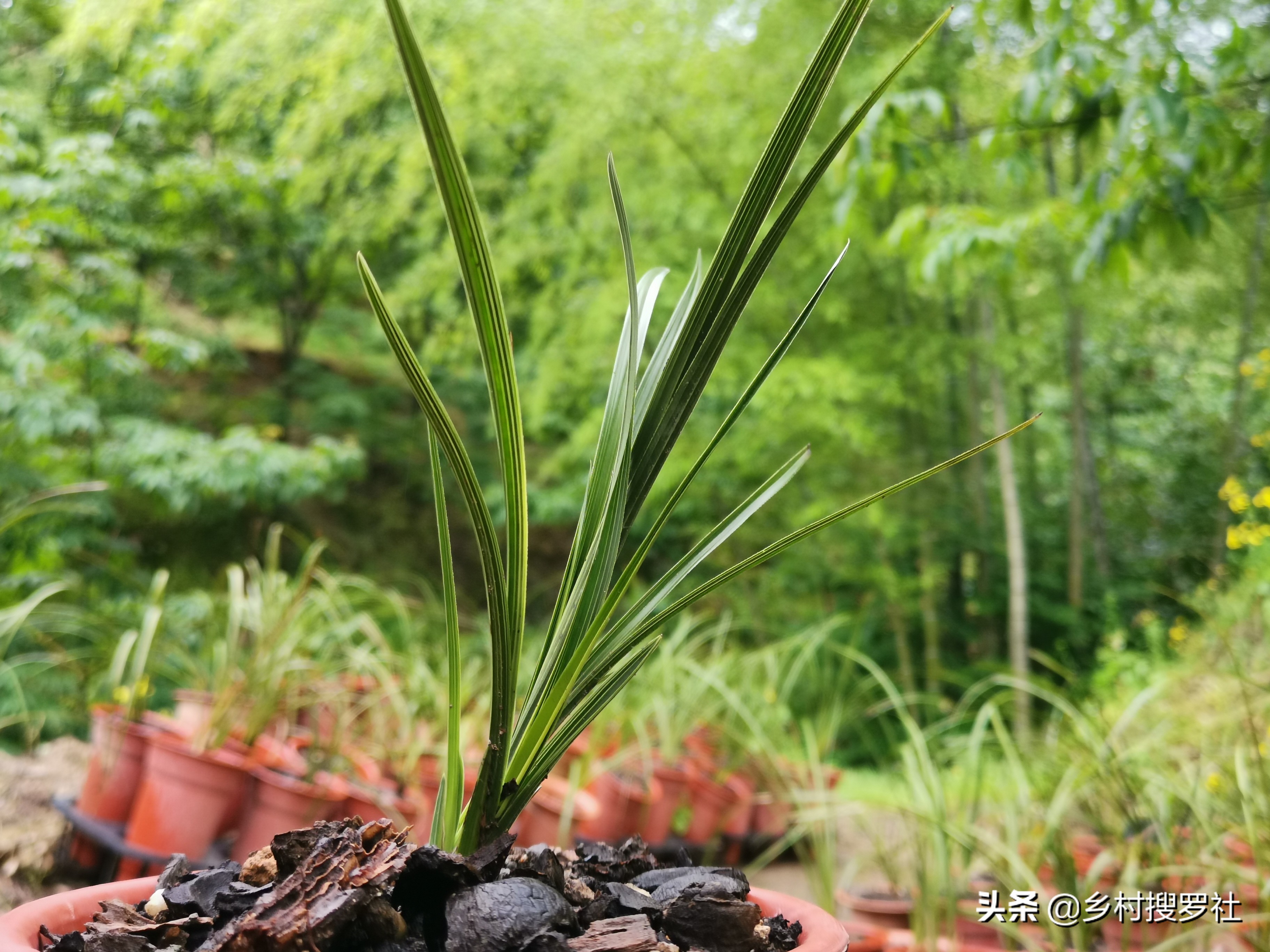 兰花上盆后怎样判断它服盆成活了,冬季新买的兰花怎么处理才能上盆