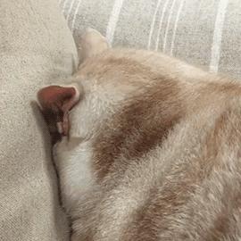 猫咪会来大姨妈吗多久来一次,猫咪来大姨妈会持续多久