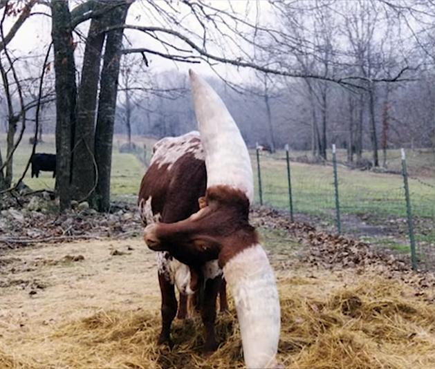 给牛身上开洞,牛身上的洞是怎样开的