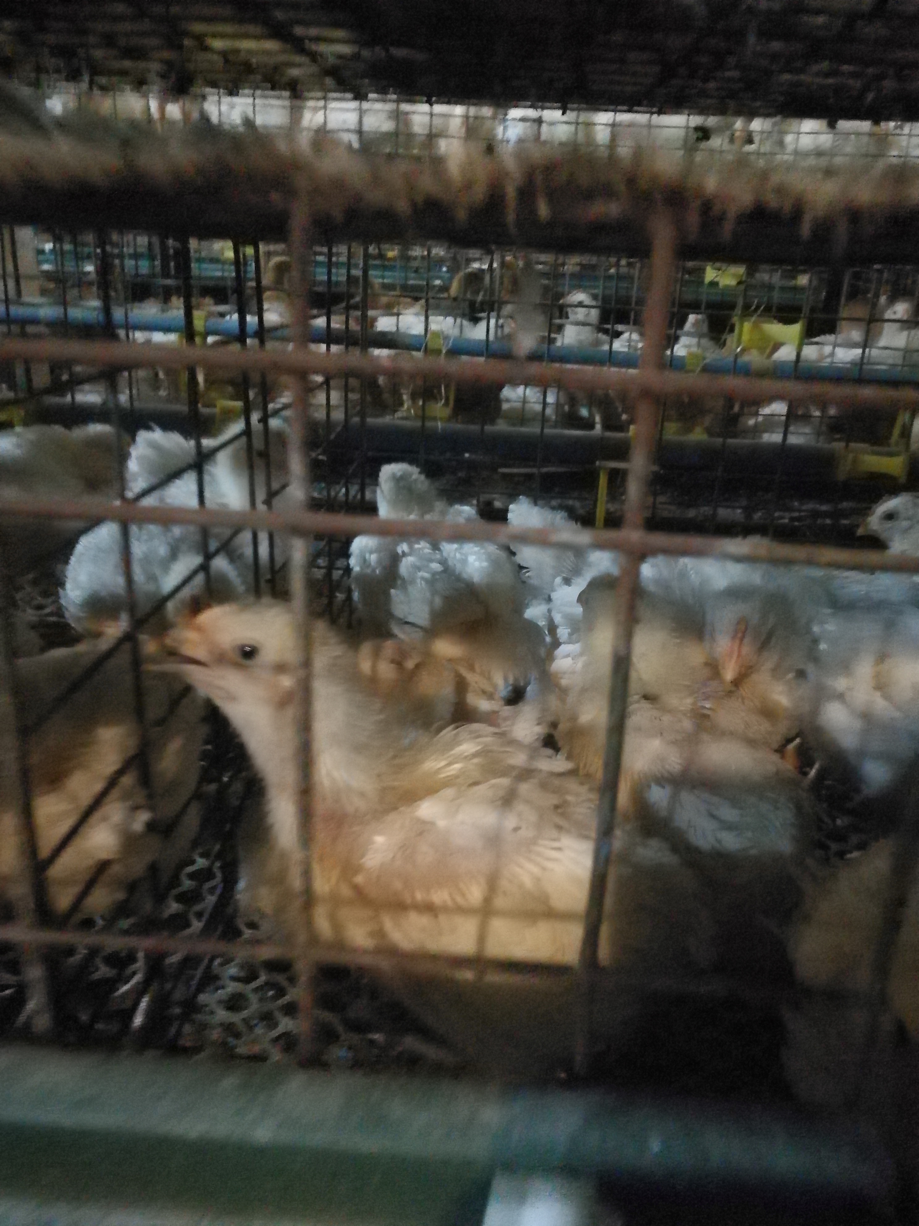 817肉鸡吃得多不长肉怎么回事,817肉鸡后期吃料少是什么原因