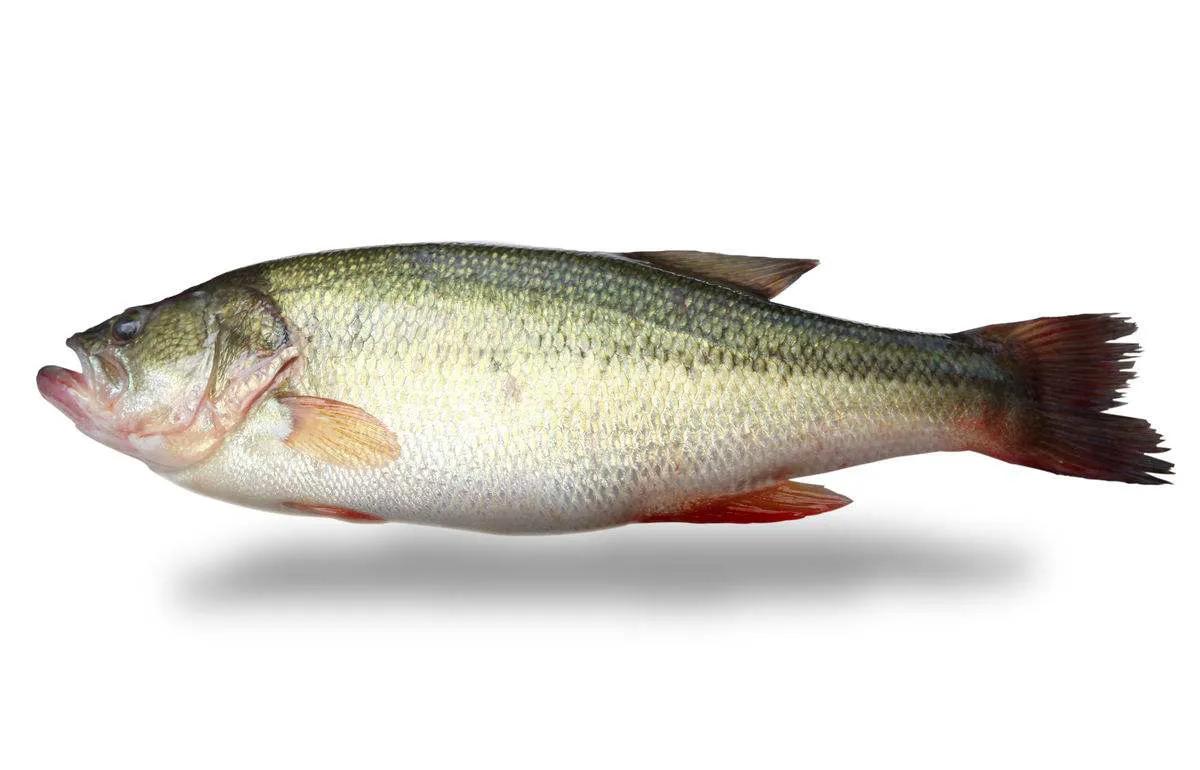 青鱼草鱼鲢鱼鳙鱼被称为四大家鱼,草鱼青鱼鲫鱼三种鱼外表怎么区分