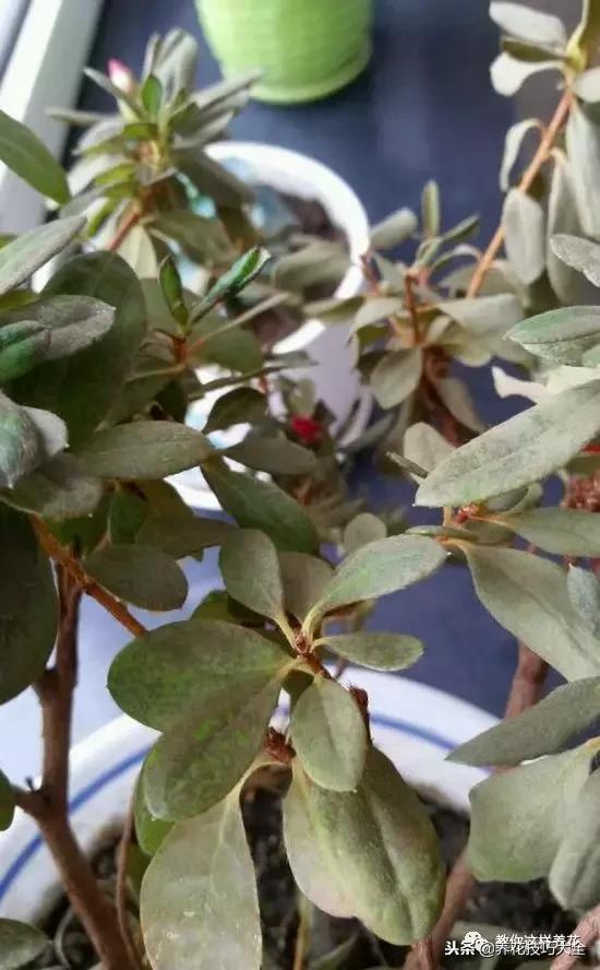 杜鹃花死了能活多久,快死的杜鹃花还能救活吗