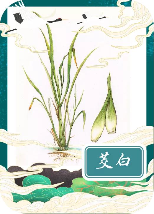 「手绘湖州」小满节气，一起揭开湖州古称“菰城”背后的玄机