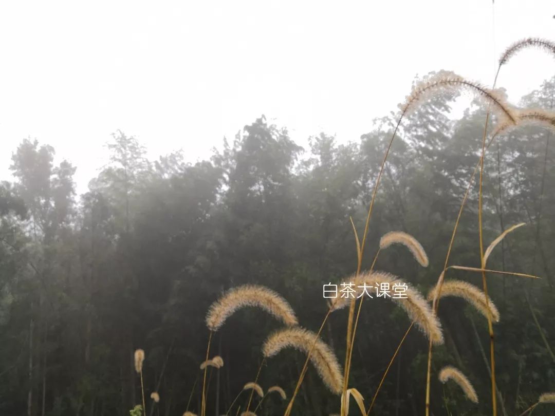 白茶究竟是什么?喜欢茶的你,这三点不妨多看