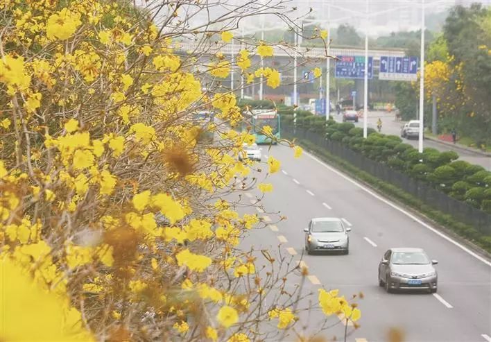 深圳南山、福田有多强?一个是人均GDP超5万美金,一个是撑起深圳两成GDP产出