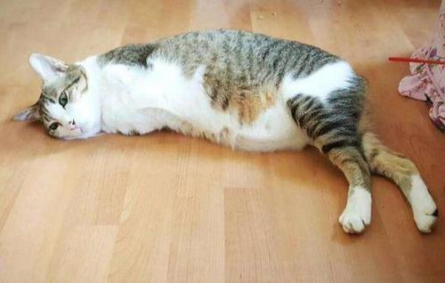 猫咪爪子被烫了怎么办,猫咪爪子被割伤怎么处理