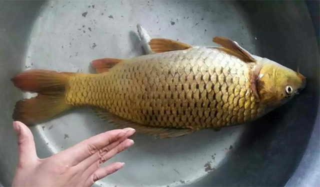 往往最简单的食材才是精华,往往最美味的却是最简单的食材