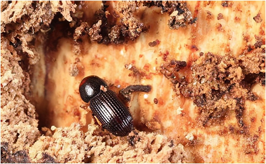 华东地区常见蛀干害虫识别与防治,法桐双齿长蠹钻蛀害虫的防治方法