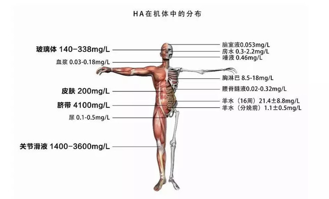 玻尿酸巨头华熙生物,玻尿酸行业龙头股