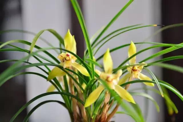 种植兰花叶片有虫怎么办,兰花生病防治小妙招