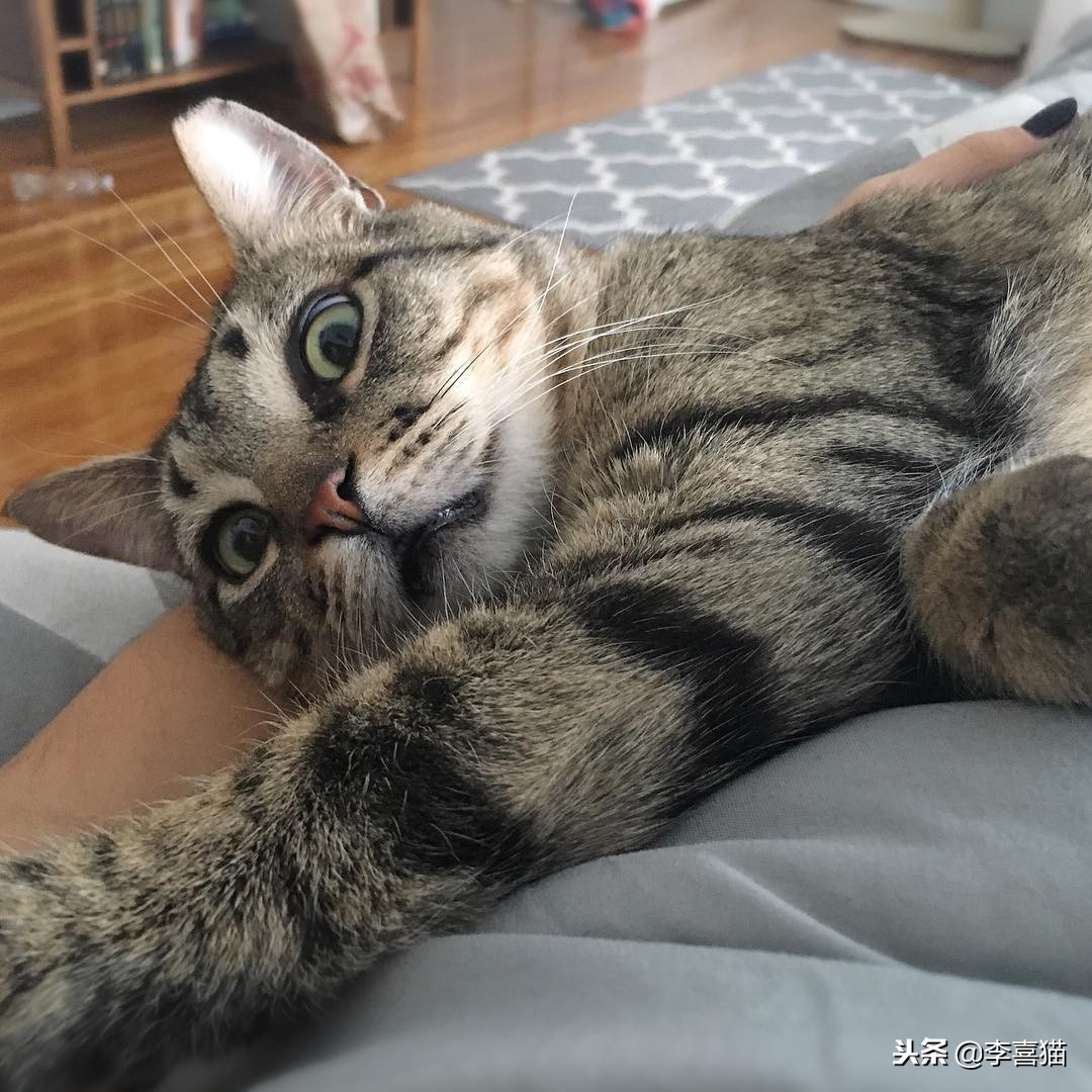 猫咪是一个铲屎官,猫咪退化和铲屎官有什么关系