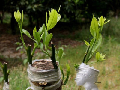 常用的嫁接方法以及特点,常用的嫁接方法有哪些