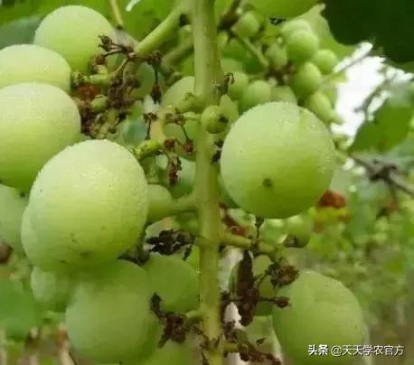 葡萄为什么有大小粒,葡萄大小粒的原因及治疗方法