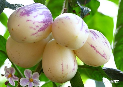 三亚游玩可以带什么特产回去,三亚特产大全图片