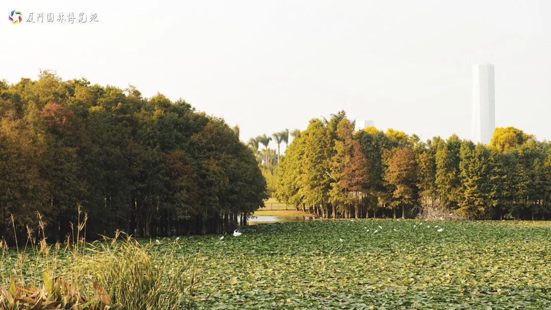 速来！园博苑有让*欲人**罢不能的季相变化之美，还有众多萌物陪伴你~