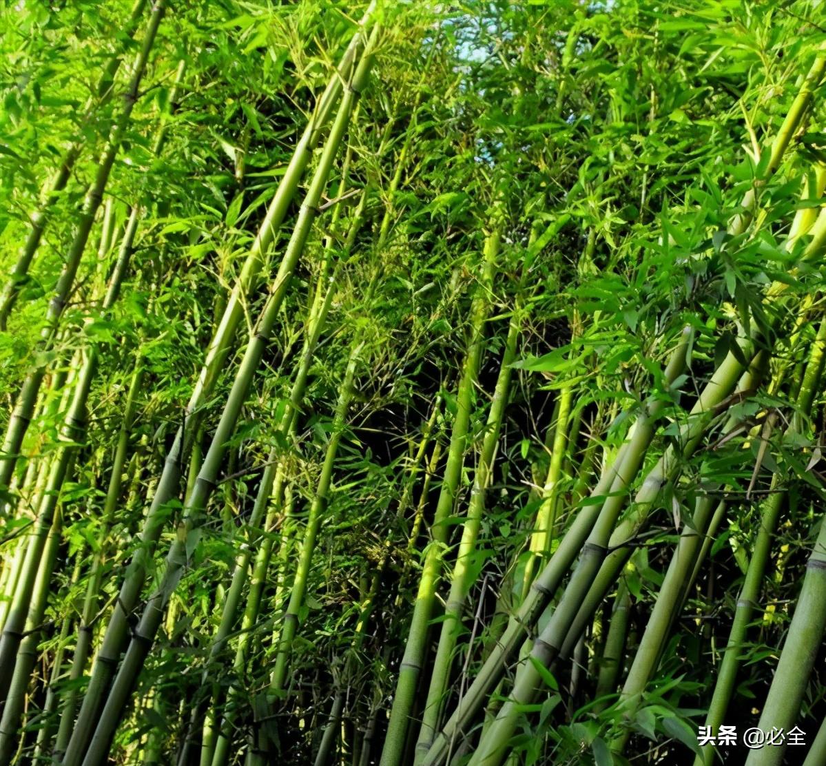 33种园林绿化树种明细一览表,园林绿化树种分类有哪几种