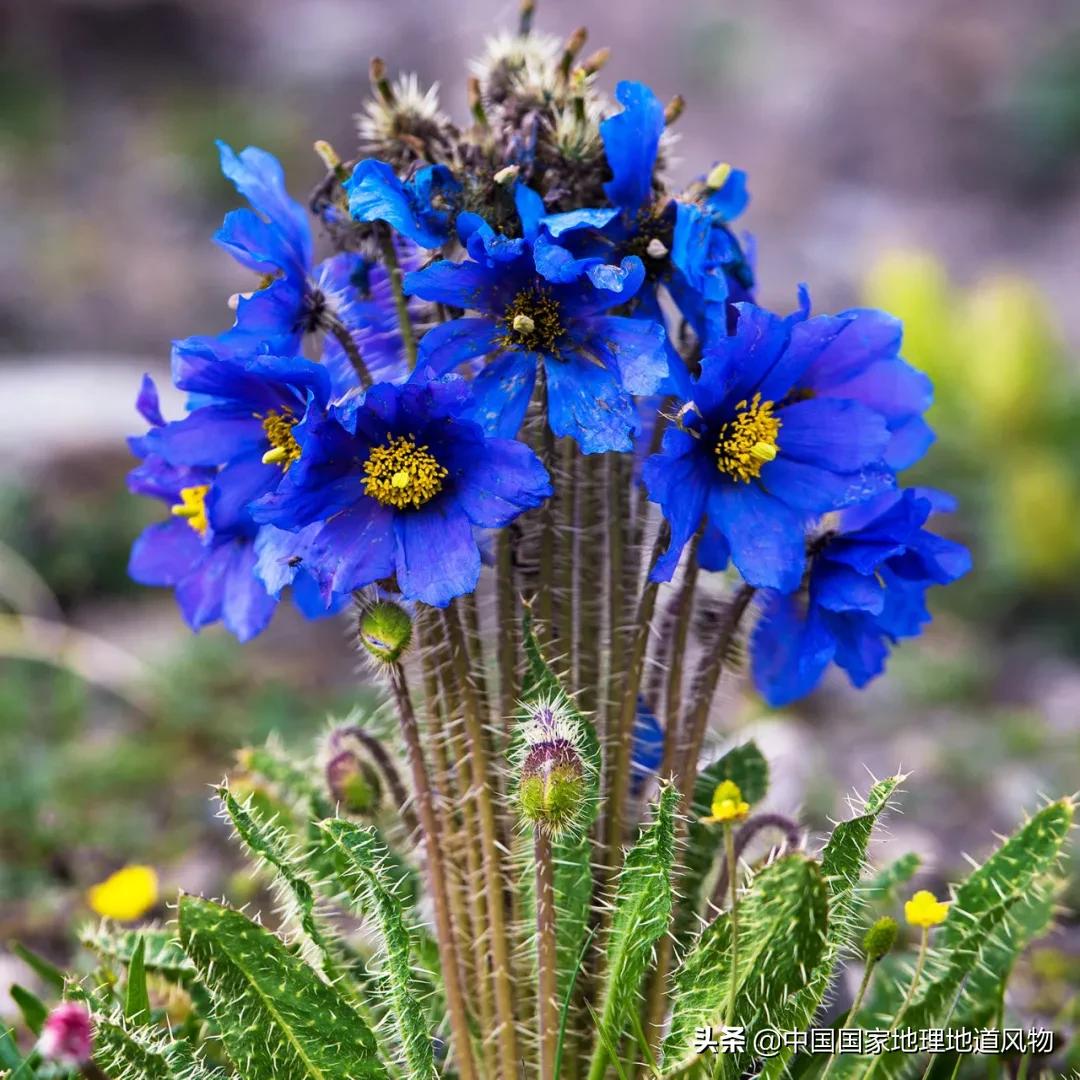 中国五大国家公园,中国十大私藏国家公园