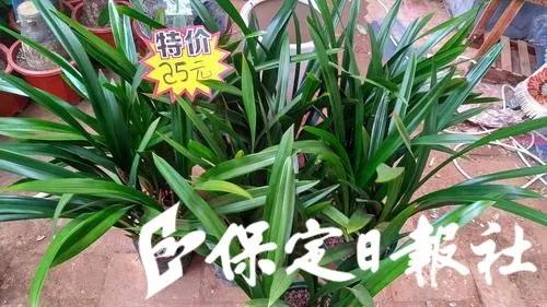 保定最大的花卉批发市场在哪里,保定花卉市场有哪些品种