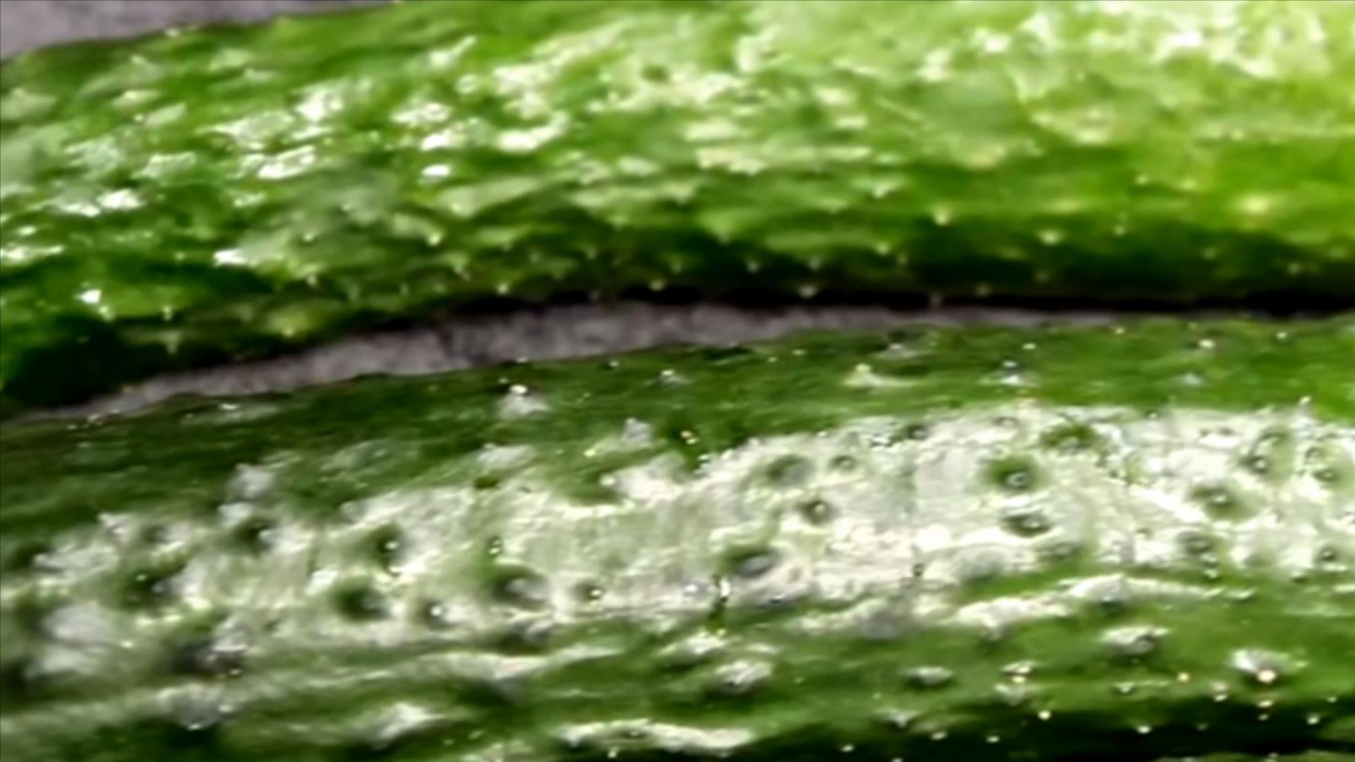 黄瓜打没打药,黄瓜打激素位置图解