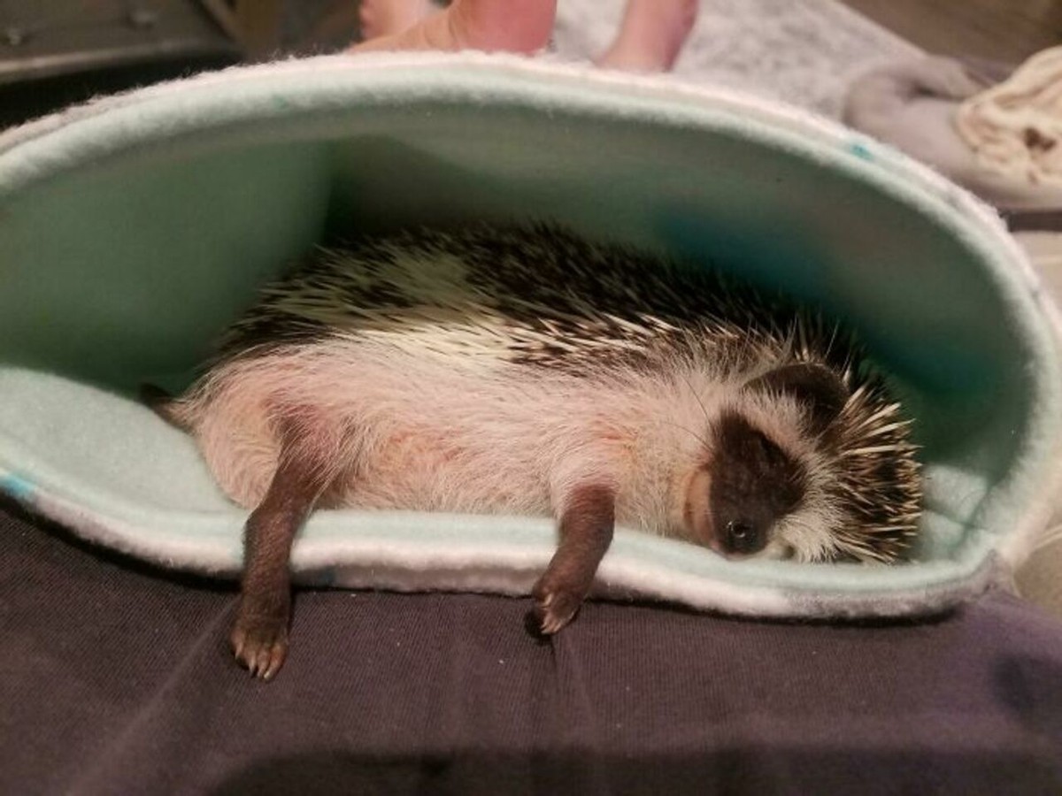 25张宠物刺猬生活的照片,从园艺到腹部按摩