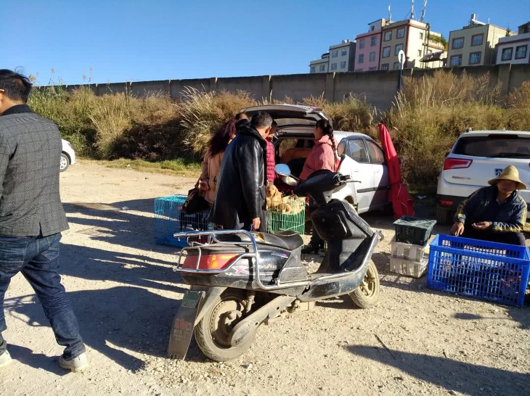 出售幼犬金毛便宜200元一只,狗贩子400块钱能买到什么金毛