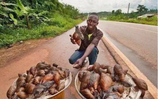 “偷渡”进来的大蜗牛,如今已在中国泛滥,广东人也无从下嘴