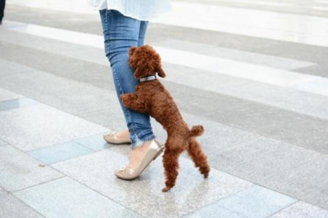 新手养泰迪是养公的还是母的好,养泰迪到底是养公的好还是母的好