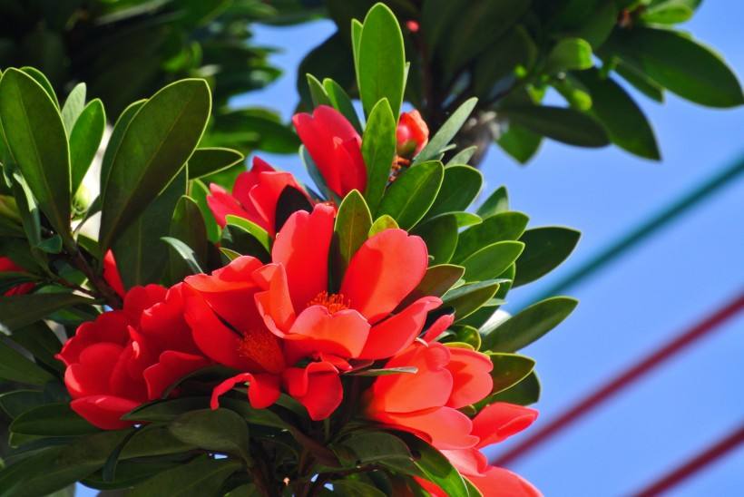 观音十八笑茶花名贵品种吗,四季茶花名贵品种图片大全