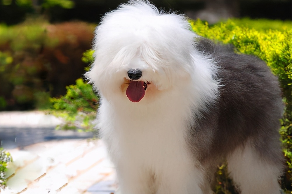 超难遛的几种狗,最适合外出遛的狗