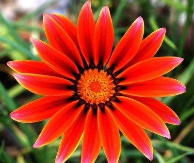 春夏秋冬都可以开的菊花,夏天适合的菊花