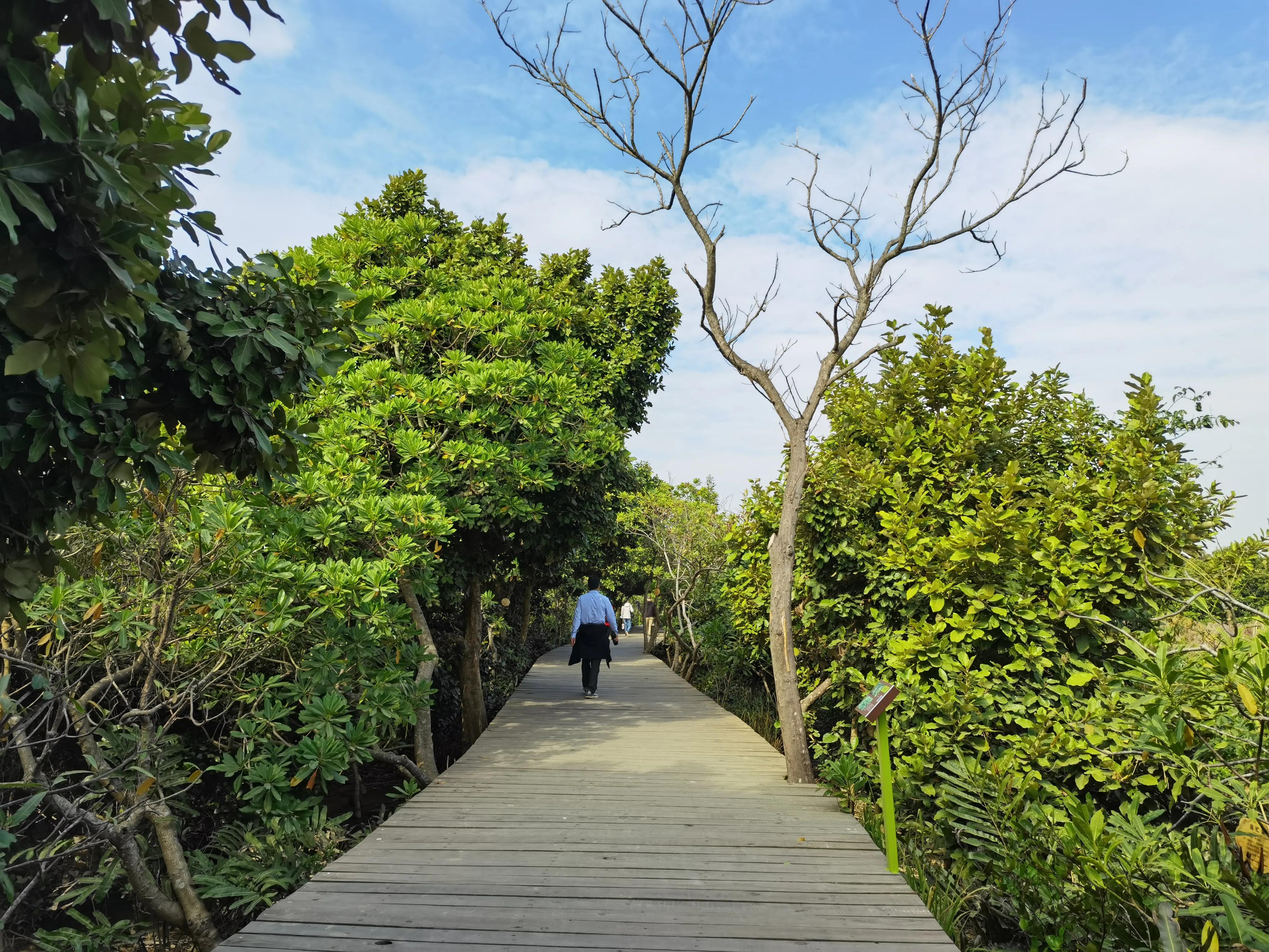 珠海淇澳岛红树林攻略,珠海桂山岛3天二夜的旅游攻略
