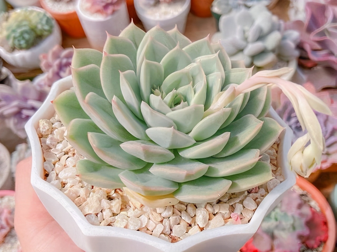 月亮仙子多肉夏季露养,多肉月亮仙子的造型