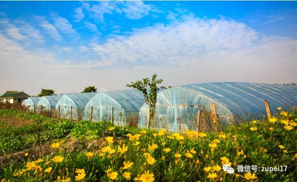 小型温室大棚用什么样的大棚,塑料大棚对比玻璃大棚