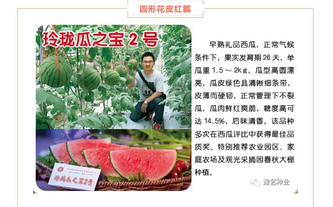 西瓜高产栽培管理技术之二,西瓜高产栽培技术及管理